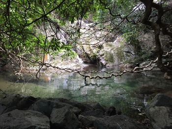 Reflection of trees in water