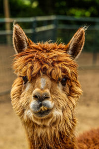 Close-up of alpaca 