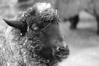 Close-up of an animal