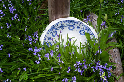 High angle view of purple flowering plants