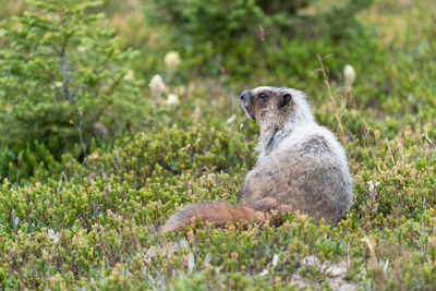 Hoary marmot on land