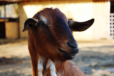 Close-up of goat