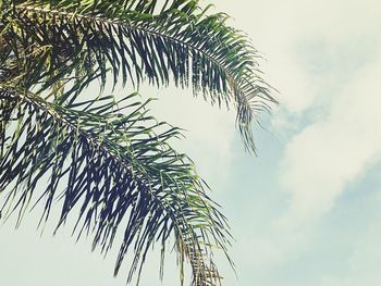 Low angle view of palm tree against sky