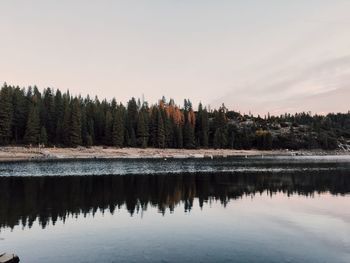 Reflection of trees in calm lake