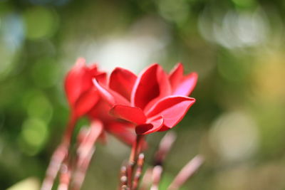 Close-up of red flowering plant on field