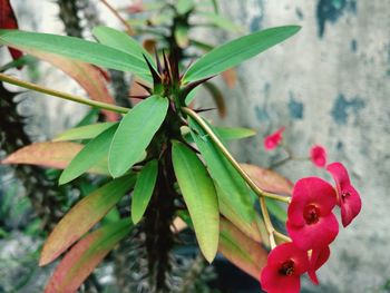 Close-up of red flower