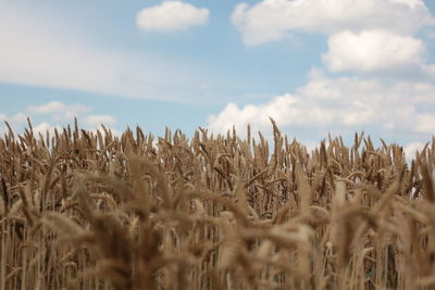 Wheat plants on field against sky
