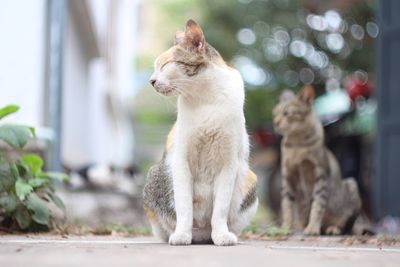 Cat sitting on wall