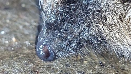 Close-up of black animal