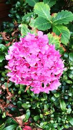 Close-up of pink hydrangea blooming outdoors