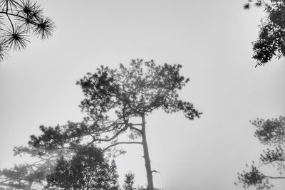 Low angle view of tree against clear sky