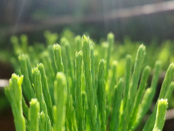 Close-up of green leaves