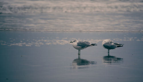 Seagulls on the sea