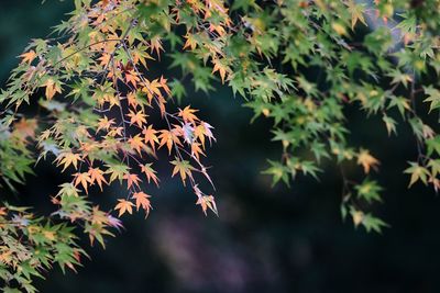 Close-up of maple leaves