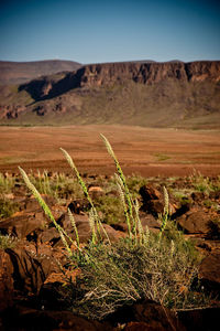 Scenic view of field against clear sky