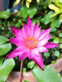 Close-up of pink flower blooming outdoors