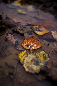 High angle view of dry leaves on wet land