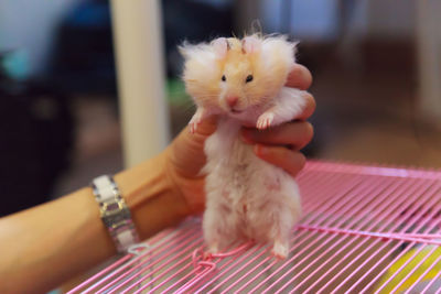 Close-up of young man holding small at home