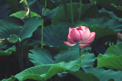 Close-up of pink lotus water lily