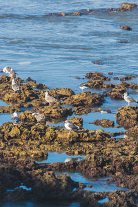 High angle view of rocks on beach