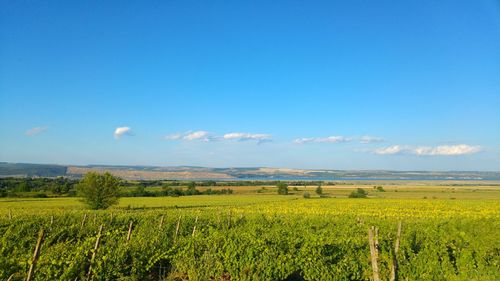 Scenic view of agricultural field against sky