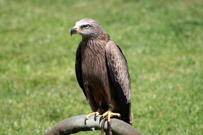 Close-up of eagle perching on rock