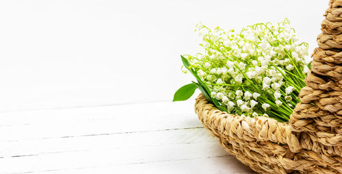 Close-up of white flowering plant on table