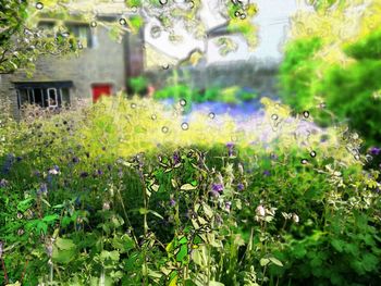 Scenic view of purple flowering plants