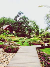 Footpath along plants