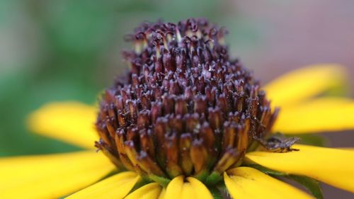 Close-up of insect on yellow flower