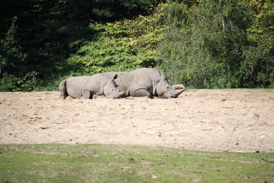 View of rhino's sleeping in a forest