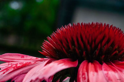 Close-up of red flower