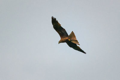 Low angle view of eagle flying against clear sky