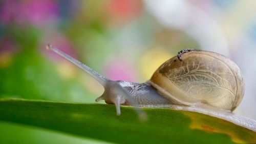 Close-up of snail on leaf