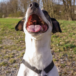 Close-up of dog on field