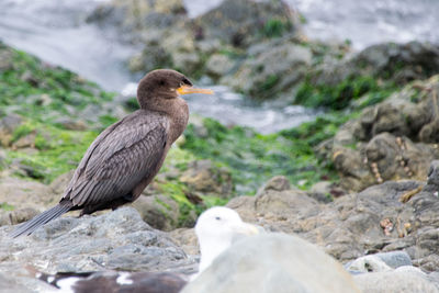 Close-up of bird on rock