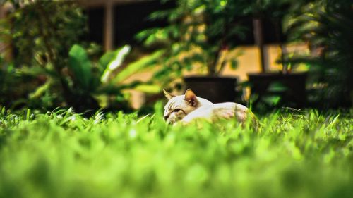 Cat relaxing on grass