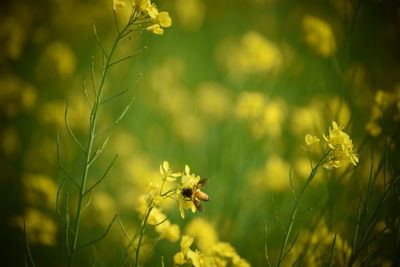 Close-up of insect on yellow flower