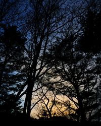 Low angle view of bare tree against sky