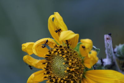 Close-up of honey bee on yellow flower