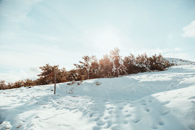 Trees on snow covered field against sky