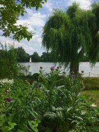 Plants and trees by lake against sky