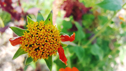 Close-up of yellow flower blooming in park