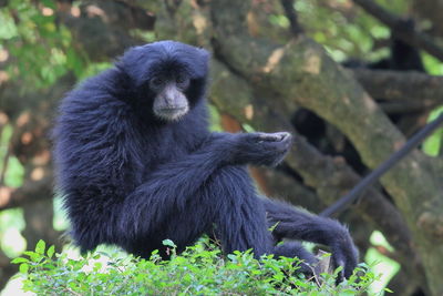 Monkey sitting on a tree