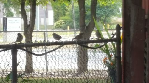 Birds perching on tree