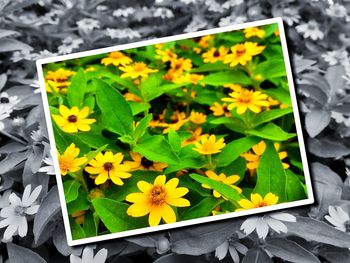 Close-up of yellow flowers