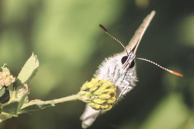 Close-up of butterfly pollinating on flower