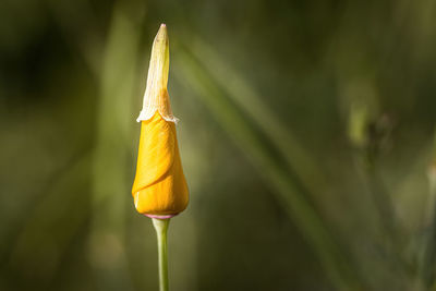 Close-up of yellow flower against blurred background