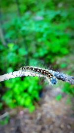 Close-up of insect