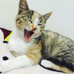 Close-up portrait of cat